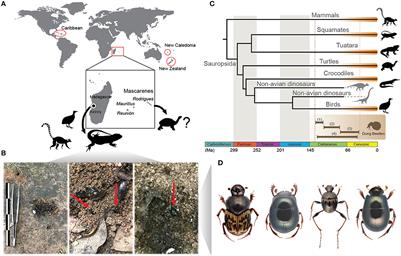 Metagenomics reveals that dung beetles (Coleoptera: Scarabaeinae) broadly feed on reptile dung. Did they also feed on that of dinosaurs?